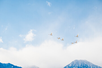 飛ぶ白鳥と冬の山　有明山