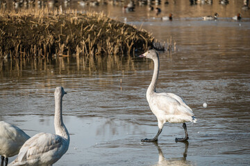 冬の御宝田遊水池