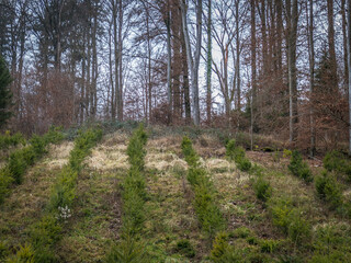 Wiederaufforstung nach Abholzung im Mischwald