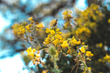 yellow flowers in spring