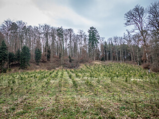 Wiederaufforstung nach Abholzung im Mischwald