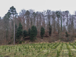 Fototapeta na wymiar Wiederaufforstung nach Abholzung im Mischwald