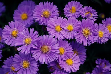 violette Blüten von Herbstastern