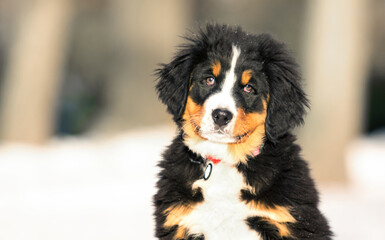 portrait of a Bernese Mountain Dog puppy on a winter walk in a collar