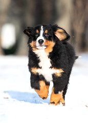 Bernese mountain dog puppy runs on a winter walk
