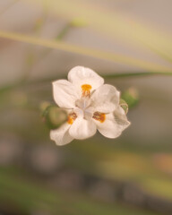 White flower with sun light