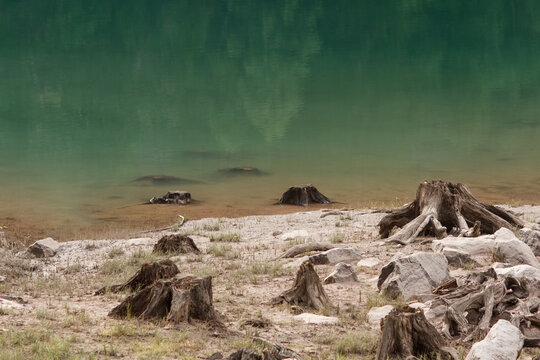 Alberi abbattuti e lago