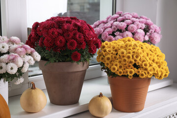 Beautiful potted chrysanthemum flowers and pumpkins on windowsill indoors