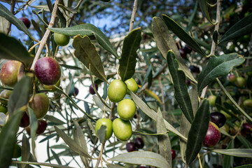 Olive three close-up view