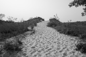 Vegetation grow on sand at West Beach Dune Succession Trail, Indiana Dunes National Park lake shore in Summer. Black and white.