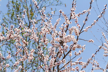 Spring flowers sprouting texture background.