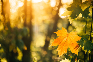 Autumn yellow maple leaf among green foliage. Early Autumn. Autumn yellow maple leaf among green foliage. Early Autumn.