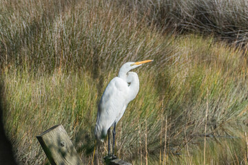 Great egret