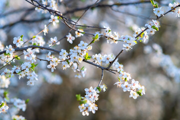 Fruit tree twigs with blooming white and pink petal flowers in spring garden