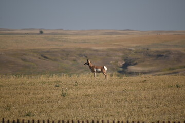 Wyoming Antelope