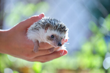 Human hands holding little african hedgehog pet outdoors on summer day. Keeping domestic animals and caring for pets concept