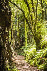 footpath in the forest