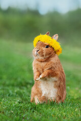 Lovely rabbit with a wreath of flowers on its head