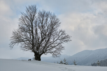 Moody winter landscape with dark bare tree on covered with fresh fallen snow field in wintry mountains on cold gloomy day
