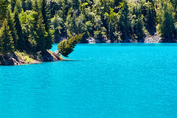 panoramic scenic view of the mountain lake with the shore covered with fir trees