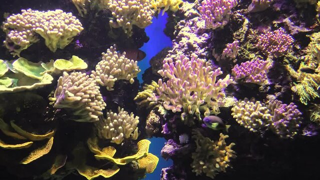 Aquarium with anemones in coral reef. Moorish idol, Zanclus cornutus species. Clarkii anemonefish and Butterflyfishes, Angelfishes.