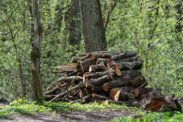 Fototapeta na wymiar Wood prepared for transport. Cutting down trees in the forest. A pile of firewood.