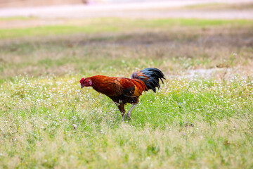 Fototapeta premium Black rooster or chicken. Rooster isolated on Nature background. A smart Thai rooster. Chickens walk on the grass