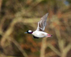 Male Bufflehead Duck flying along solo