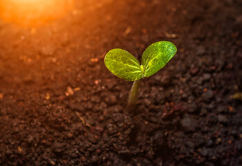 Close-up of plant seedlings on black soil