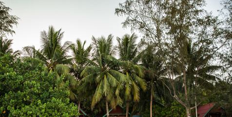Fototapeta na wymiar Tropical landscape with palm tree in Kaoh Touch beach, Koh Rong island, Cambodia