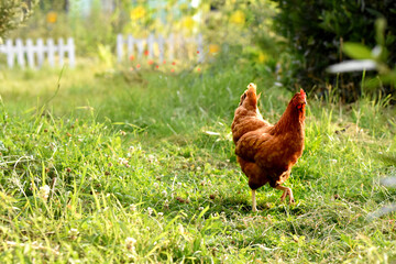 Free range hen in the flower garden. Outdoor shot garden chicken running in the grass with flowers. Spring animal nature background