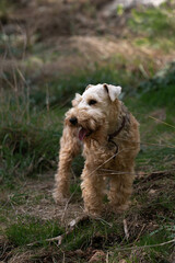 Cute little dog standing on the grass