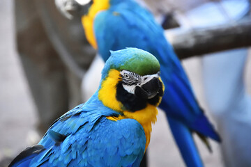 Parrots, Bird Park, Argentina