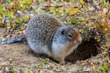Marmot (ground squirrel) near its burrow, Canada