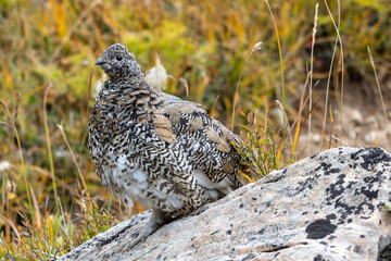 Fototapeta premium Rock ptarmigan (Lagopus muta), Canada