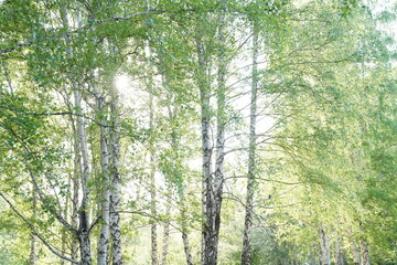 Obraz premium A flowering birch tree on a sunny spring day. Young bright green leaves on birch branches. High quality photo