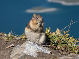 Squirrel in Banff National Park, Alberta, Canada.
