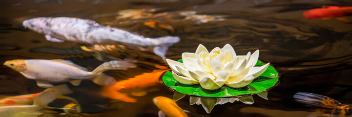 Koi swim in the water garden, carp, koi, koi swim in the pond. White lily and water lilies on the...