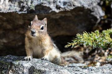 Cute squirrel in Banff National Park, Alberta, Canada.
