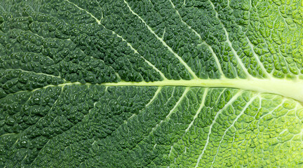 Close-up of cabbage leaf, green vegetable background 