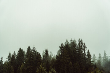 Fototapeta premium Grainy green forest tree tops with mist 