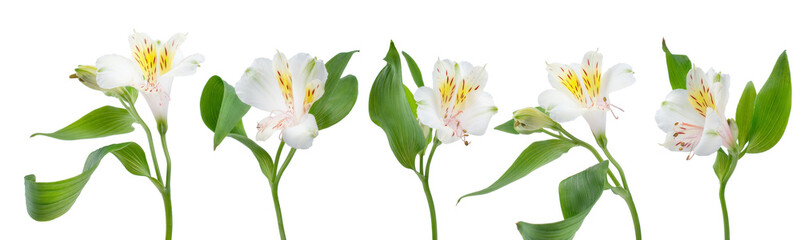 a row of flowers alstroemeria on a white background