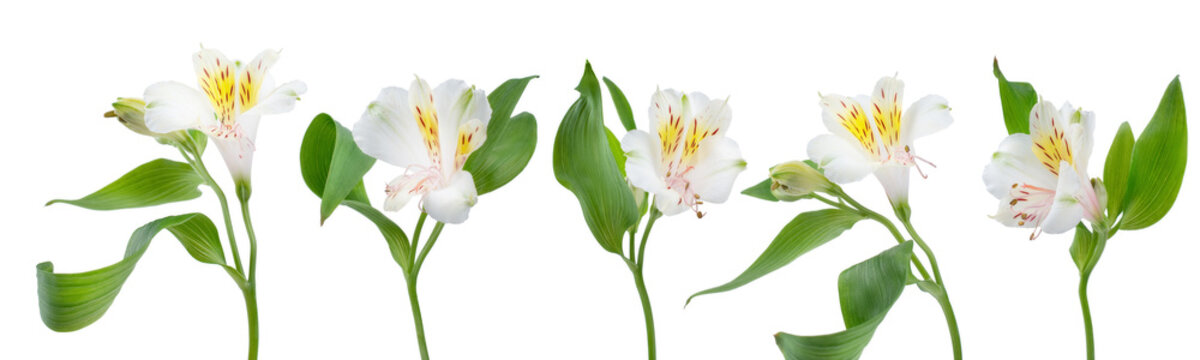 a row of flowers alstroemeria on a white background