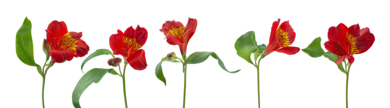 a row of flowers alstroemeria on a white background