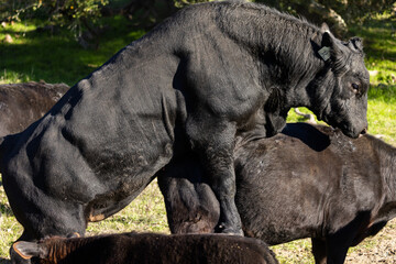 Reproduction Documented of Cattle, Cows Reproducing