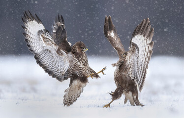 Fighting common buzzards in the winter scenery ( Buteo bute