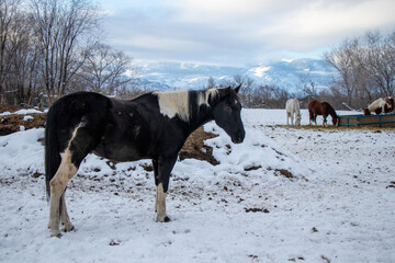 horses in a pasture in the Okanagan Valley in winter