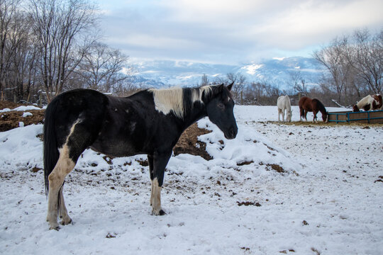 Horses In A Pasture In The Okanagan Valley In Winter