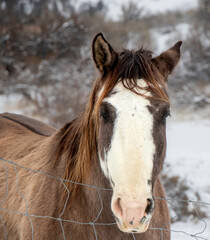 Obraz premium Horse at Indian Grove Riding Stables in Ososyoos, BC