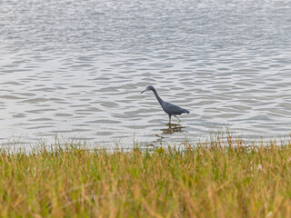 Small Blue Heron